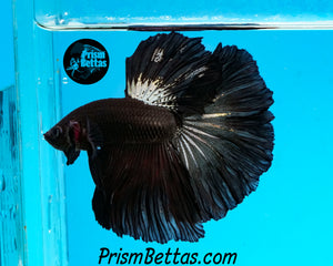 Copper Blacklight Halfmoon Male