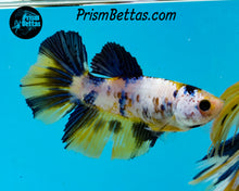 Load image into Gallery viewer, Marble Halfmoon Female