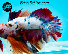 Load image into Gallery viewer, Rainbow Marble Halfmoon Female