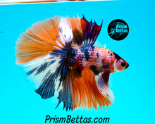 Load image into Gallery viewer, Rainbow Marble Halfmoon Male