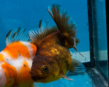 Load image into Gallery viewer, Chocolate Goldcoin Godzilla Oranda (3  inches) Imported in Thailand