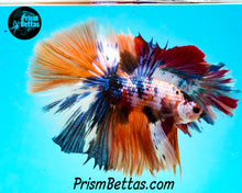 Load image into Gallery viewer, Rainbow Marble Halfmoon Male
