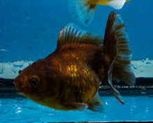 Load image into Gallery viewer, Chocolate Goldcoin Godzilla Oranda (3  inches) Imported in Thailand