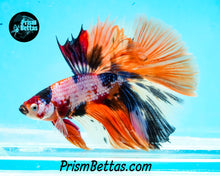 Load image into Gallery viewer, Rainbow Marble Halfmoon Male