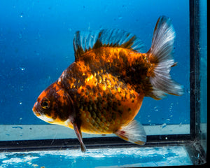 Tiger Calico Ryukin Male (5 inch length) Imported from Thailand