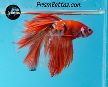 Load image into Gallery viewer, Orange Koi Halfmoon Male
