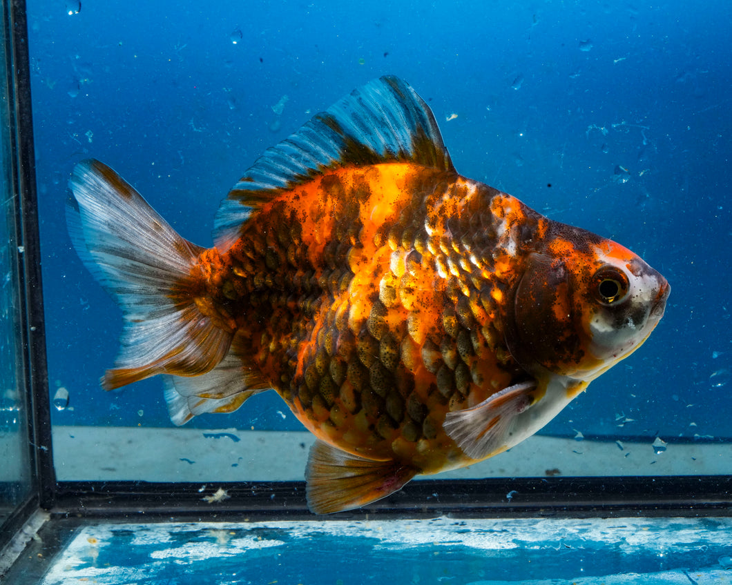Tiger Calico Ryukin Male (5 inch length) Imported from Thailand