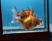 Load image into Gallery viewer, Tiger Calico Ryukin Male (5 inch length) Imported from Thailand