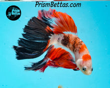 Load image into Gallery viewer, Marble Halfmoon Male