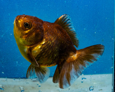 Chocolate Goldcoin Godzilla Oranda (3  inches) Imported in Thailand