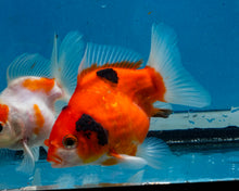 Load image into Gallery viewer, Tricolor Oranda Male (3.25  inches) Imported in Thailand