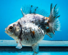 Load image into Gallery viewer, Calico Ryukin Male (5 inch length) Imported from Thailand