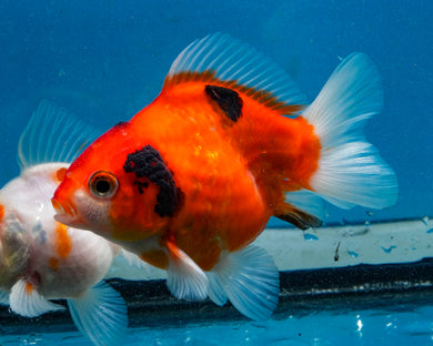 Tricolor Oranda Male (3.25  inches) Imported in Thailand