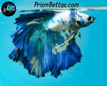Load image into Gallery viewer, Marble Doubletail Halfmoon Male