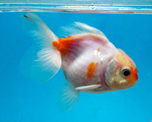Load image into Gallery viewer, Sakaru Oranda (3 inches) Imported in Thailand