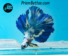 Load image into Gallery viewer, Marble Doubletail Halfmoon Male
