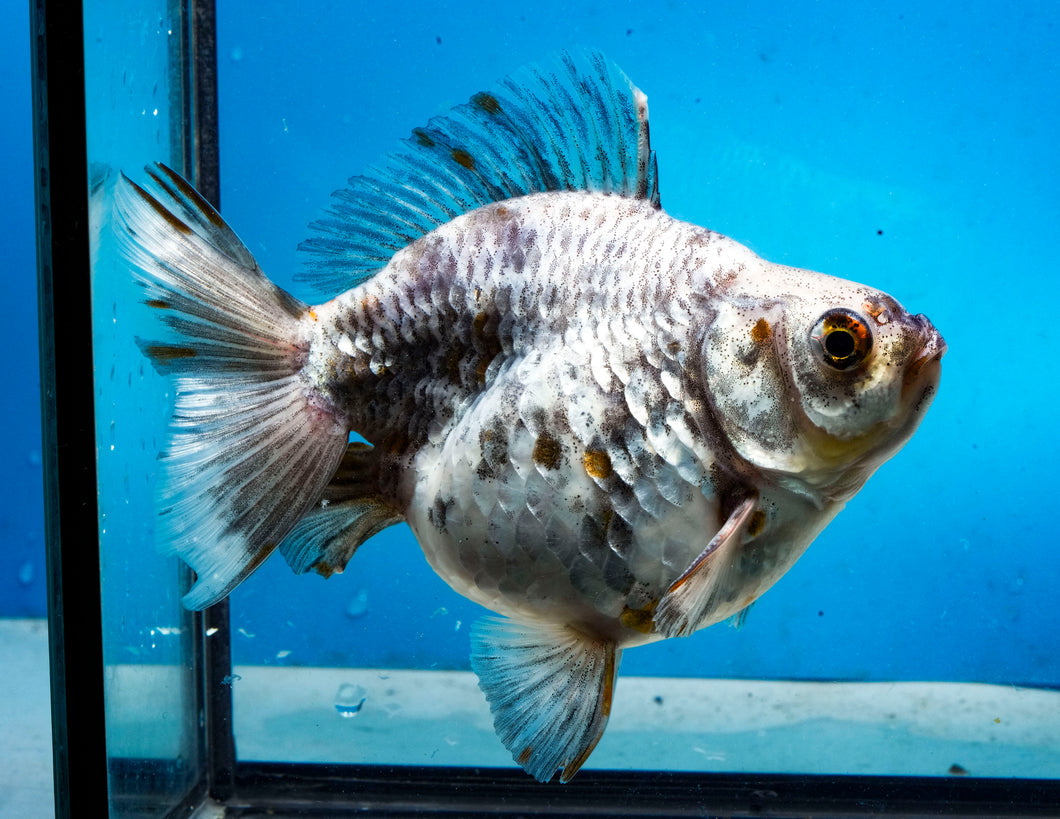 Calico Ryukin Male (5 inch length) Imported from Thailand