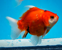 Load image into Gallery viewer, Tricolor Oranda Male (3.25  inches) Imported in Thailand