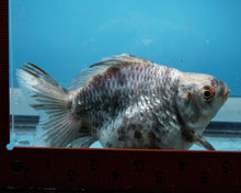 Load image into Gallery viewer, Calico Ryukin Male (5 inch length) Imported from Thailand