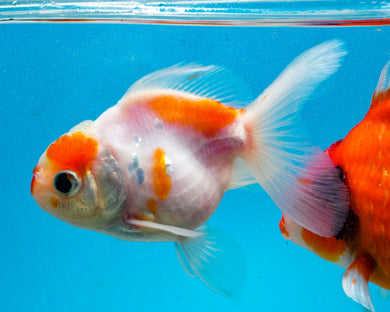 Sakaru Oranda (3 inches) Imported in Thailand