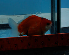 Load image into Gallery viewer, Tricolor Oranda Male (3.25  inches) Imported in Thailand