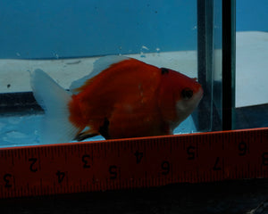 Tricolor Oranda Male (3.25  inches) Imported in Thailand
