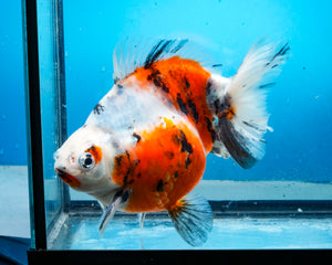Calico Ryukin Male (5.75 inch length) Imported from Thailand