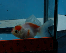Load image into Gallery viewer, Sakaru Oranda (3 inches) Imported in Thailand