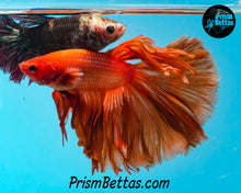 Load image into Gallery viewer, Orange Halfmoon Male