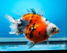 Load image into Gallery viewer, Calico Ryukin Male (5.75 inch length) Imported from Thailand
