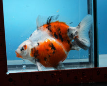 Load image into Gallery viewer, Calico Ryukin Male (5.75 inch length) Imported from Thailand