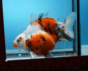 Calico Ryukin Male (5.75 inch length) Imported from Thailand