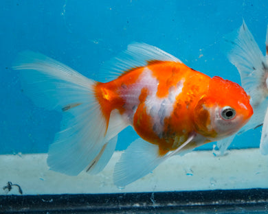 Sakaru Oranda (3.5 inches) Imported in Thailand