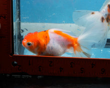 Load image into Gallery viewer, Sakaru Oranda (3.5 inches) Imported in Thailand