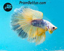 Load image into Gallery viewer, Marble Halfmoon Male