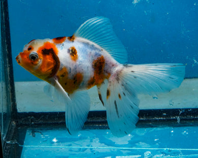Tricolor Calico Oranda (3.75 inches) Imported in Thailand