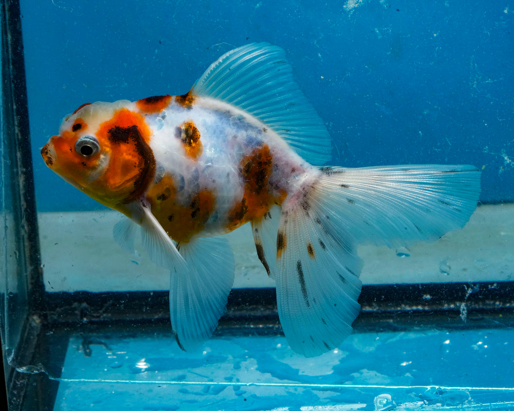 Tricolor Calico Oranda (3.75 inches) Imported in Thailand