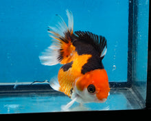 Load image into Gallery viewer, Apache Monster Oranda Female (3 inches) Imported from Thailand
