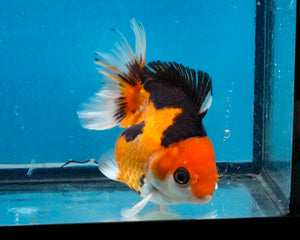 Apache Monster Oranda Female (3 inches) Imported from Thailand