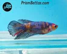 Load image into Gallery viewer, Marble Halfmoon Female