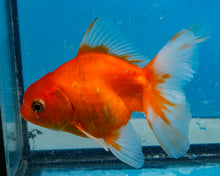 Load image into Gallery viewer, Orange and White Oranda Male (3.5 inches) Imported in Thailand
