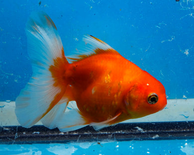 Orange and White Oranda Male (3.5 inches) Imported in Thailand
