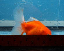 Load image into Gallery viewer, Orange and White Oranda Male (3.5 inches) Imported in Thailand