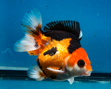 Apache Monster Oranda Female (3 inches) Imported from Thailand