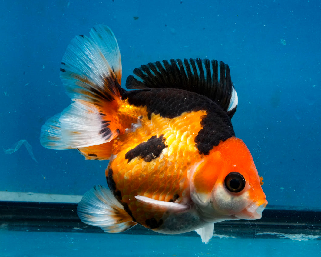 Apache Monster Oranda Female (3 inches) Imported from Thailand