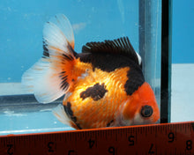Load image into Gallery viewer, Apache Monster Oranda Female (3 inches) Imported from Thailand