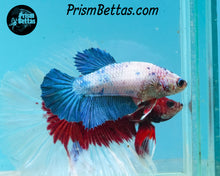 Load image into Gallery viewer, Marble Halfmoon Female