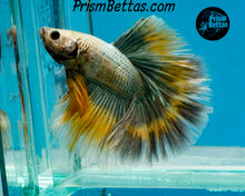 Load image into Gallery viewer, Copper Grizzle Rosetail Halfmoon Male