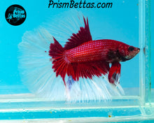 Load image into Gallery viewer, Red Butterfly Halfmoon Male