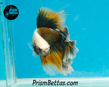 Load image into Gallery viewer, Copper Grizzle Rosetail Halfmoon Male